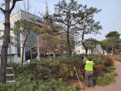 소나무정비.jpg
