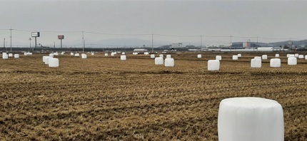 곤포비닐.jpg