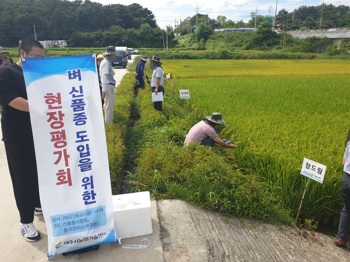 벼.jpg