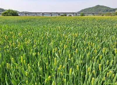 청보리.jpg