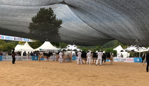 홀스타인 품평회.jpg