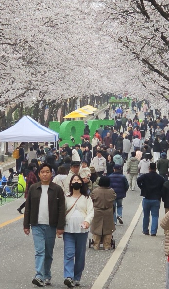 벚꽃.jpg