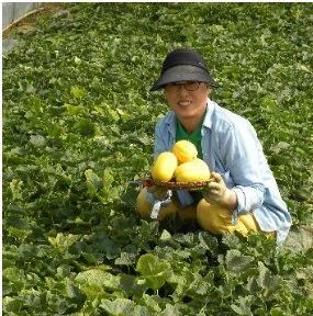 달콤함이 입 안 가득퍼져 기온차 심한 요즘이 제 맛 광원이네 참외