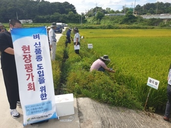 여주시 벼 신품종 도입을 위한 현장평가회 개최