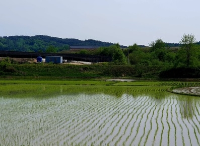 강천면 기상이변 대비 적기 모내기 적극 홍보