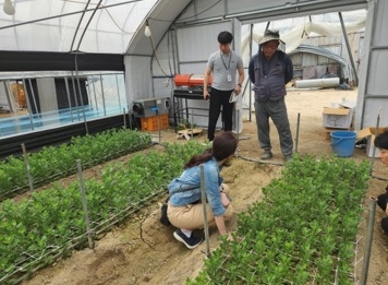 여주시, 화훼 국내육성품종 재배기술 현장 컨설팅 추진