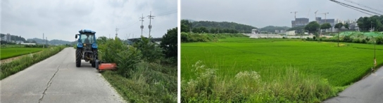 대월농협의 지역사랑, 하천제방도로 제초작업 봉사