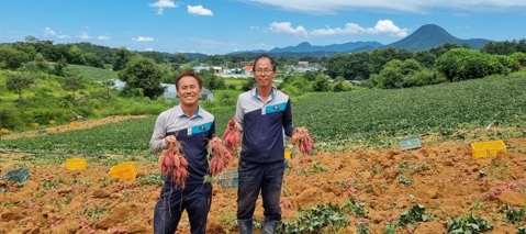 여주시, 고구마 조기수확으로 농가소득 증대 기여