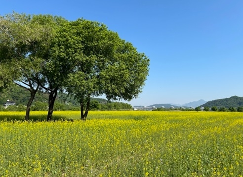 여주 당남리섬 경관농업단지 호우피해 딛고 유채꽃 개화
