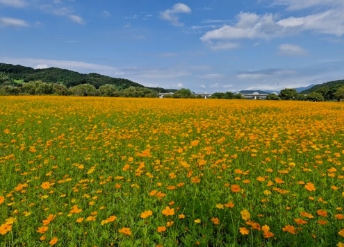 여주시 대신면 당남리섬, 황하코스모스 만개로 절경 이루어져