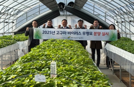 여주시, 2025년 고구마 바이러스 무병묘 첫 분양 실시!
