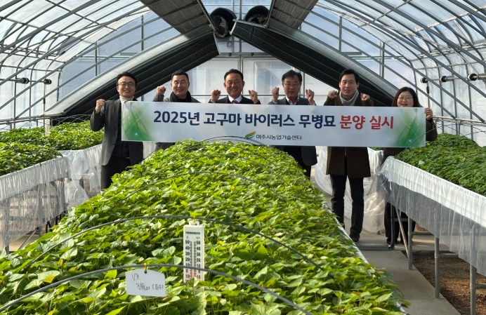 고구마.jpg